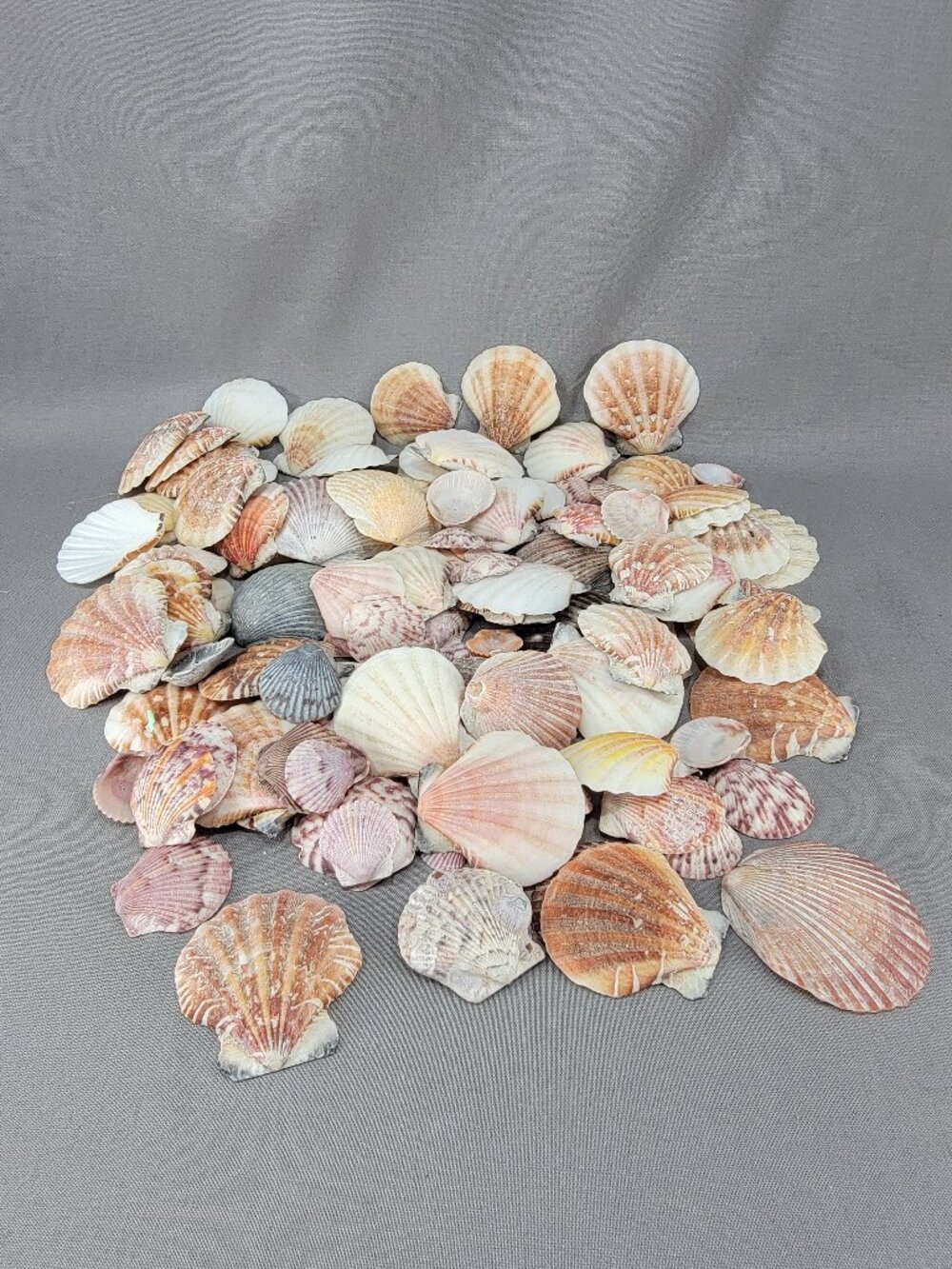 Scallop Shell Seashell Mixed Lot Nautical Beach Ocean Coastal Decor Crafts